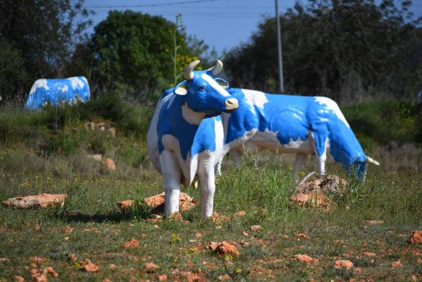 Cows Sluiz Ibiza