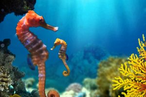 Seahorse conservation in Ibiza