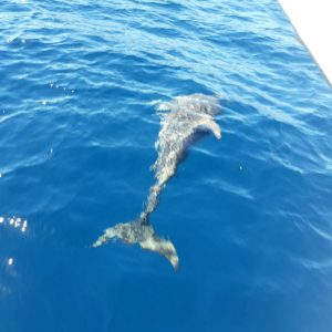 Formentera dolphins